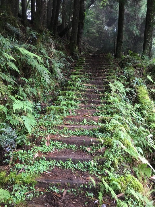 一個人探訪消失在雲霧中的森林鐵道-阿里山眠月線