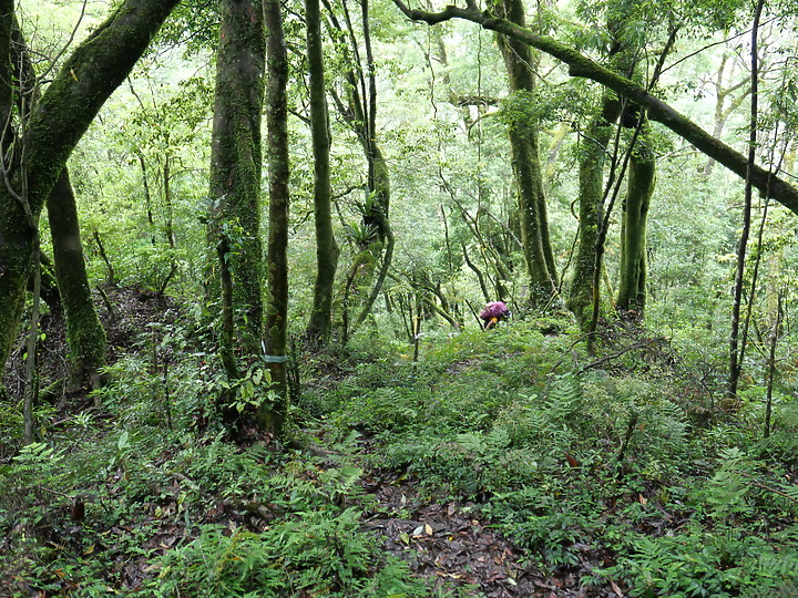 《桃山舊路》佐得寒山經塔雅府山上桃山