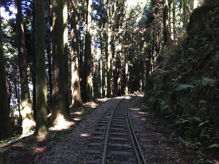 一個人探訪消失在雲霧中的森林鐵道-阿里山眠月線