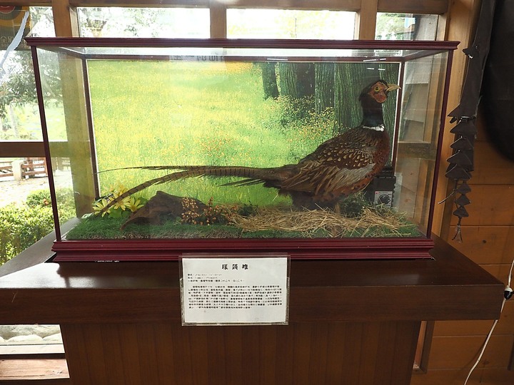 花蓮 台泥DAKA園區、CUME 咖哩、知卡宣森林公園、吉安火車站、美崙山生態展示館、台灣原住民族文化館、福杯滿溢民宿、戴記扁食—梅雨季中的花蓮旅行，第二部