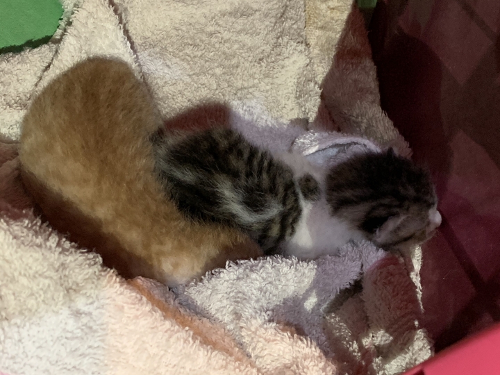 吃雞飼料長大的娃娃