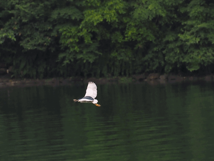 花蓮 慕谷慕魚旅遊諮詢中心、鯉魚潭與遊客中心、校長夢工廠、鳳林車站、讚炭工房、大富車站—梅雨季中的花蓮旅行,第三部