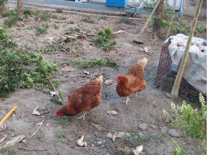 吃雞飼料長大的娃娃
