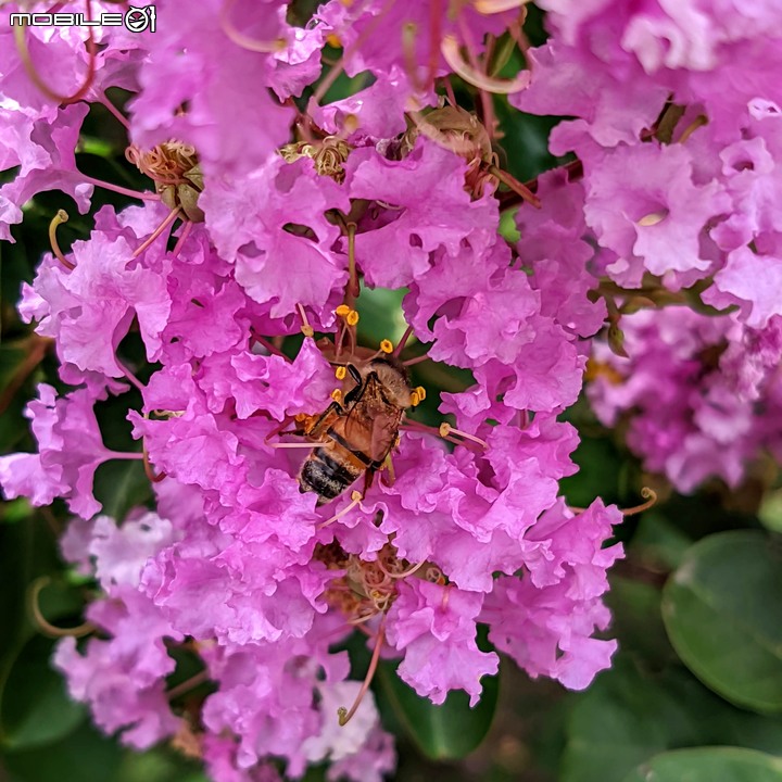 紫薇 台南市東區後甲公園 06/21