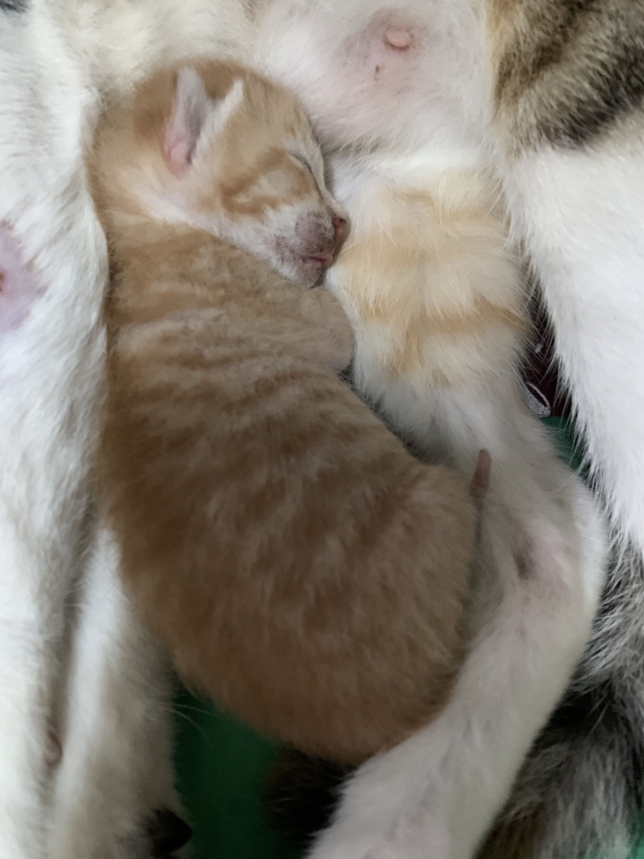 吃雞飼料長大的娃娃