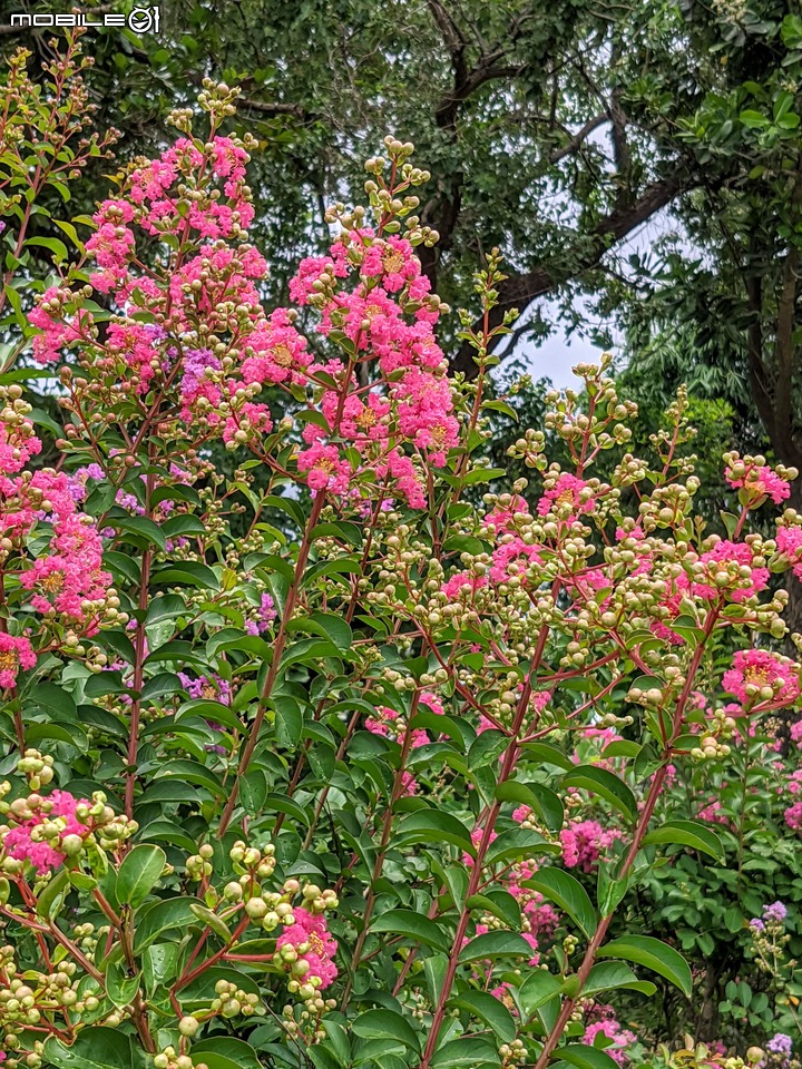 紫薇 台南市東區後甲公園 06/21