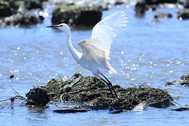 輕便與自由自在,Nikon 500mm PF開箱。