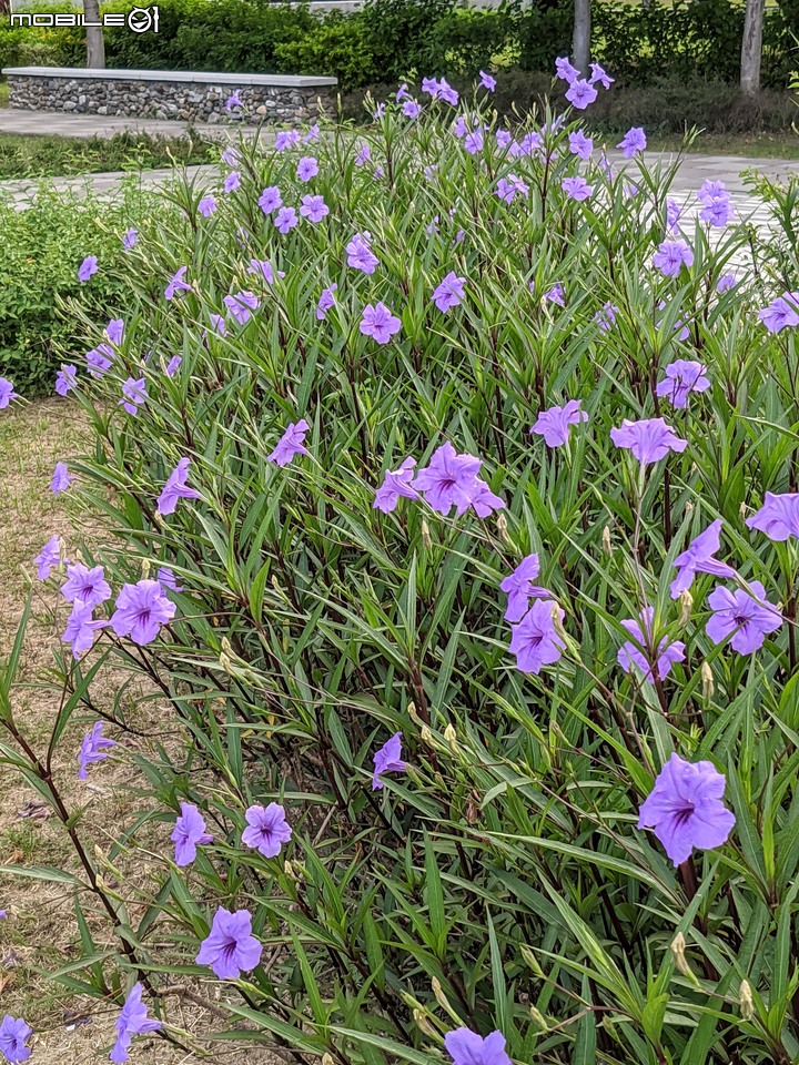 白茅 台南市永康區忠孝運動公園 06/20