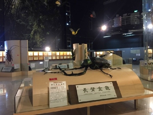 【嘉義景點】親子景點:嘉大昆蟲館-全球唯一彩蝶柱