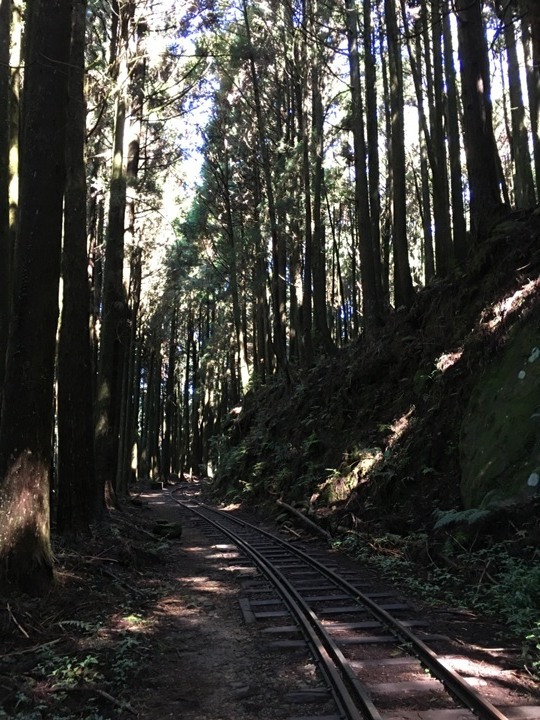 一個人探訪消失在雲霧中的森林鐵道-阿里山眠月線