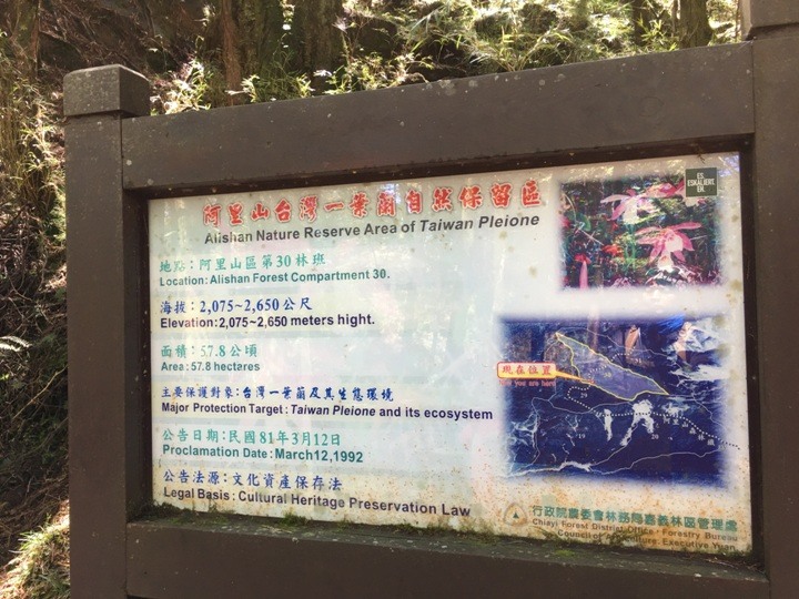 一個人探訪消失在雲霧中的森林鐵道-阿里山眠月線