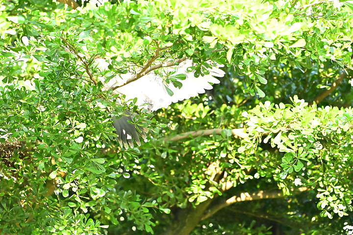 點我看大圖 記錄我家樹上黑冠麻鷺從5月13日開始的5周35天育雛,6月16日成功離巢。