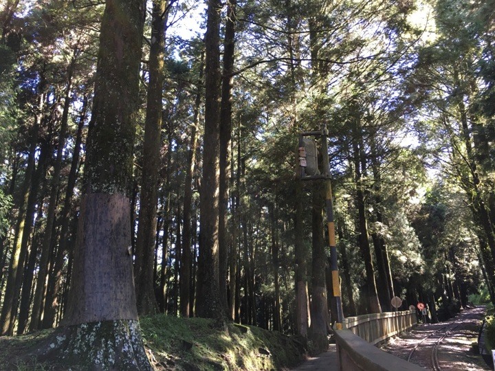 一個人探訪消失在雲霧中的森林鐵道-阿里山眠月線