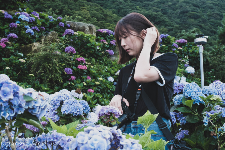 [陽明山] —你跟上這一波繡球花海了嗎?