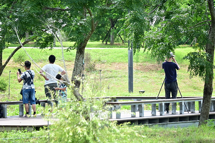 點我看大圖 Nikon D6嘉義故宮南院2020年夏至日環食全記錄,星軌拍攝造成全台最像金戒指的日環食。