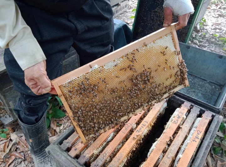 我買到會結晶的蜂蜜，居然被朋友笑到不行!說我很菜!