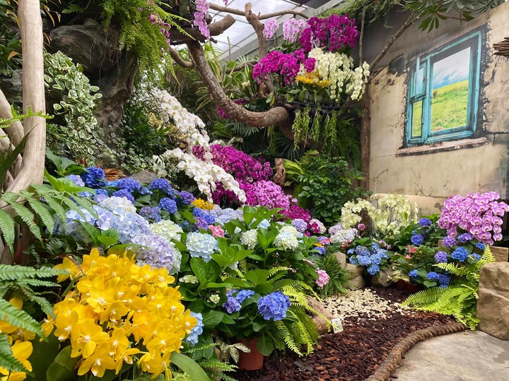 2020繡球花季來了|台北、苗栗、台中最熱門的賞花景點整理!