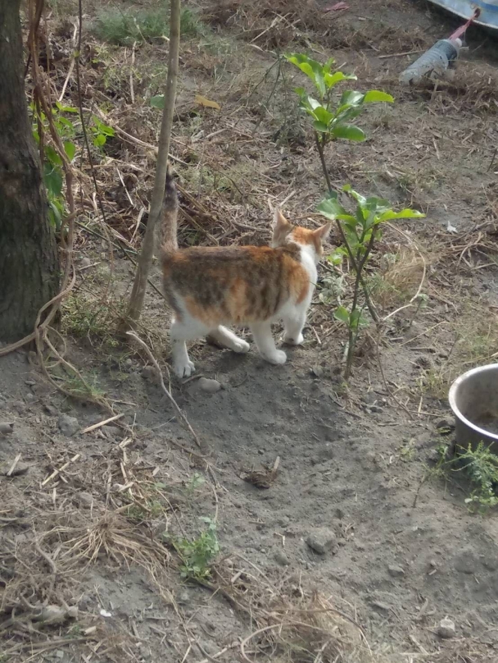 吃雞飼料長大的娃娃