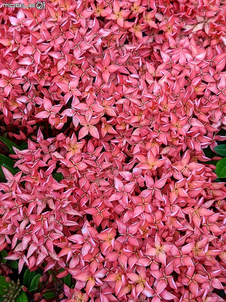 仙丹花 台南市安南區史博館 06/20