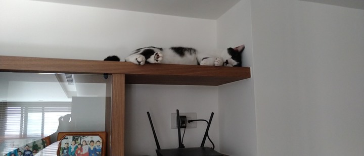 [公寓改建] 好質感也要接地氣  日式/北歐簡約/ 新北老公寓改建滿一年心得