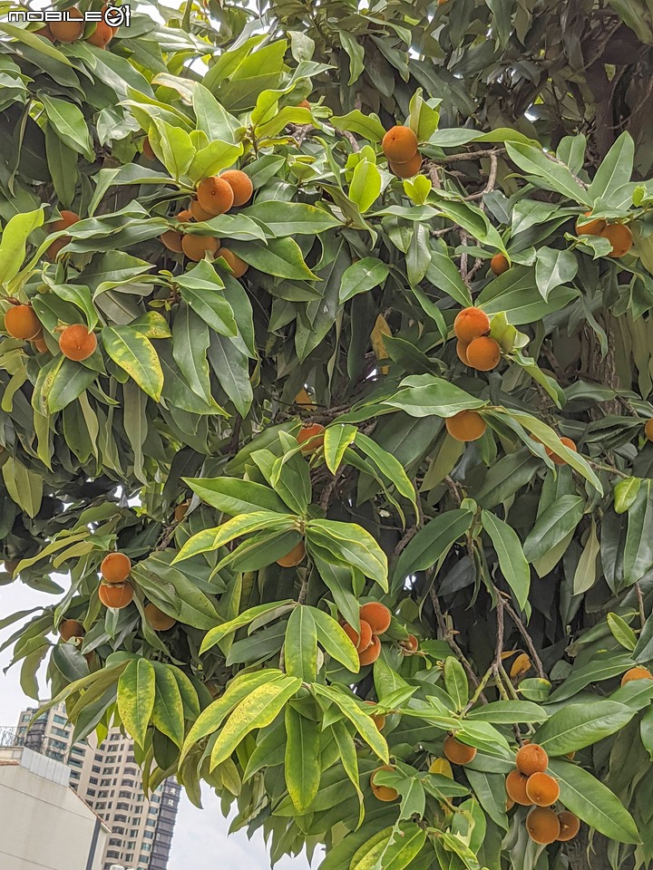 欖李 台南市安平區安平路850巷乾隆海堤 06/07