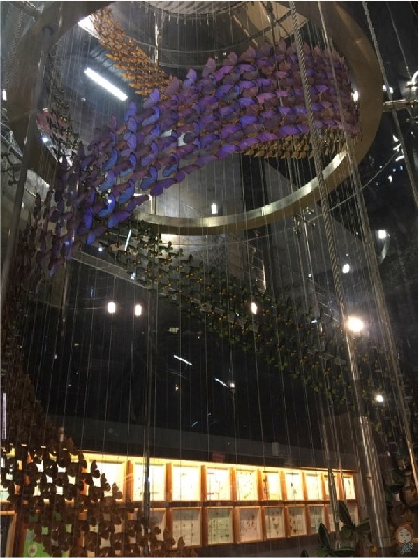 【嘉義景點】親子景點:嘉大昆蟲館-全球唯一彩蝶柱