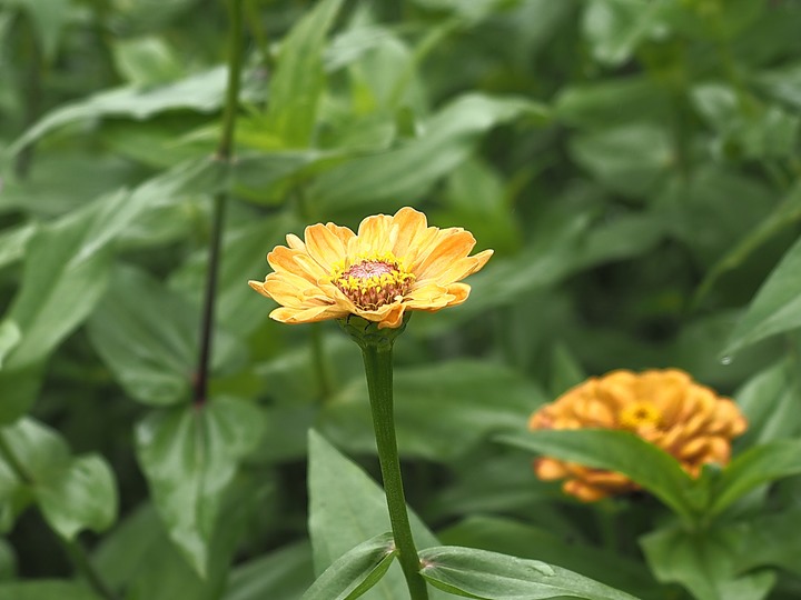 花蓮 台泥DAKA園區、CUME 咖哩、知卡宣森林公園、吉安火車站、美崙山生態展示館、台灣原住民族文化館、福杯滿溢民宿、戴記扁食—梅雨季中的花蓮旅行，第二部