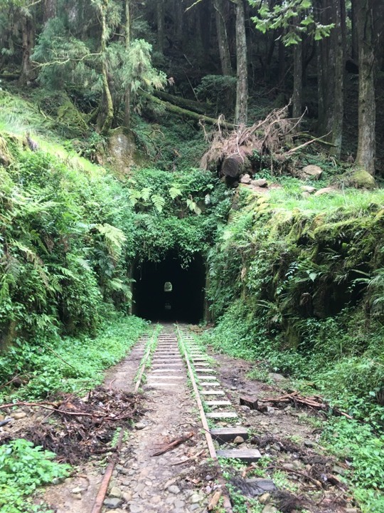一個人探訪消失在雲霧中的森林鐵道-阿里山眠月線