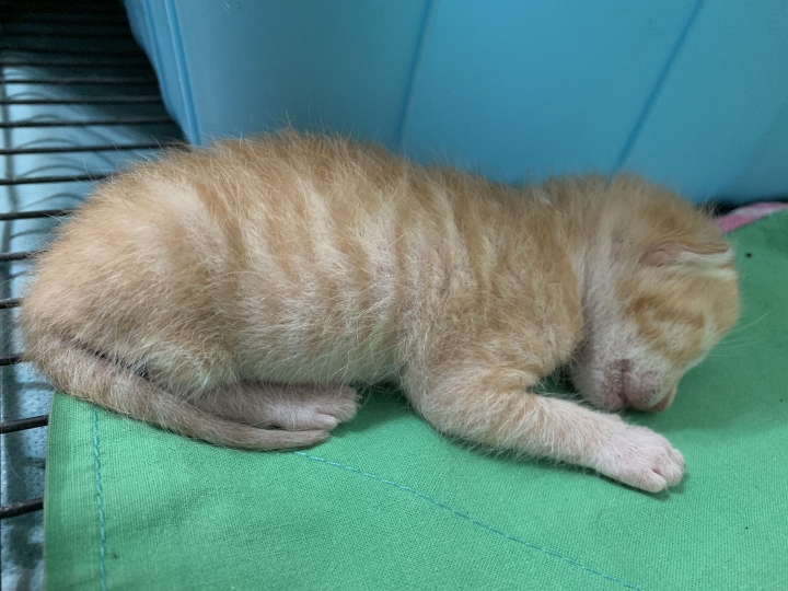 吃雞飼料長大的娃娃