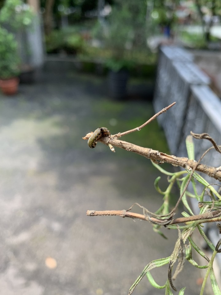 請問各位大大，我家的迷迭香到底怎麼了!??