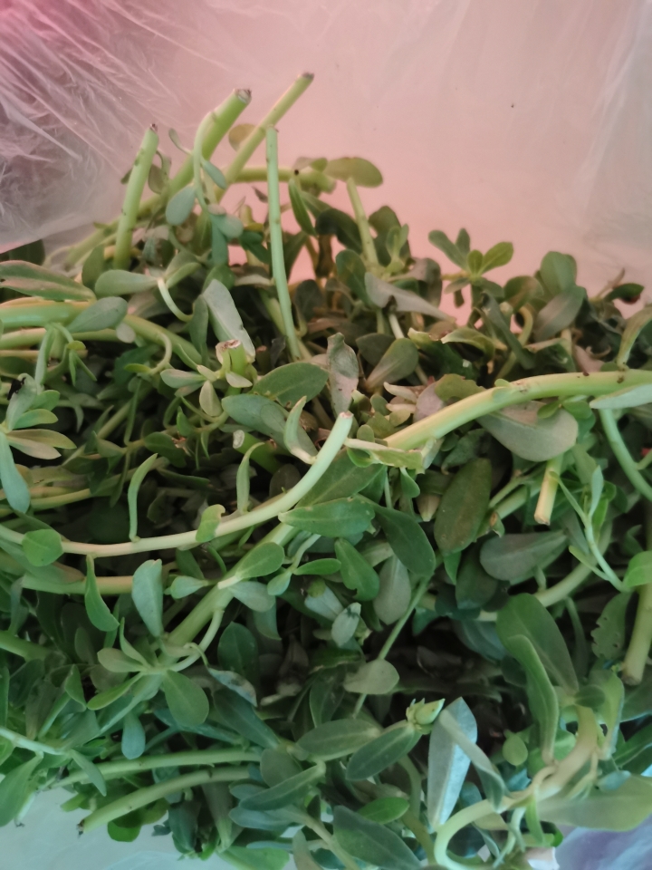 是這是什麼蔬菜？