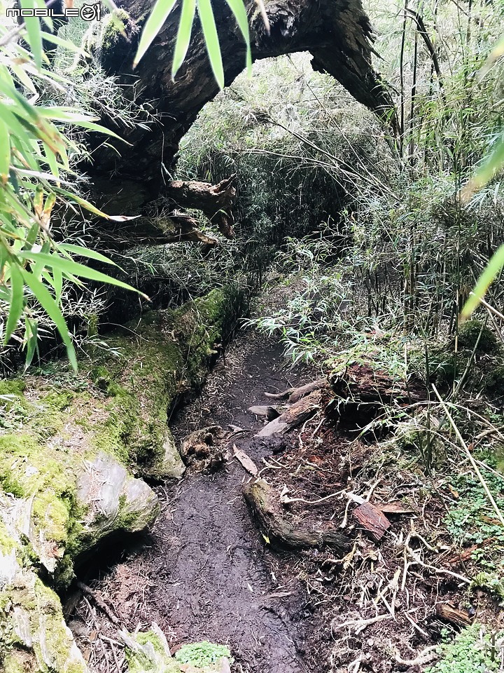【百岳】武陵四秀2日行 – Day 2