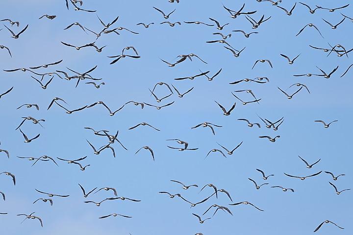 點我看大圖 D6+556PF:南州有機黑糯米田裡上千隻燕鴴飛舞