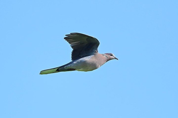 Nikon D6+556PF白化東方大葦鶯