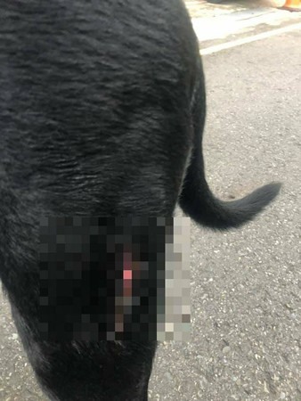 影／比特犬「恐攻」32秒影片曝！主人一家5口椅子猛砸拉不開黑汪狂哀嚎險死