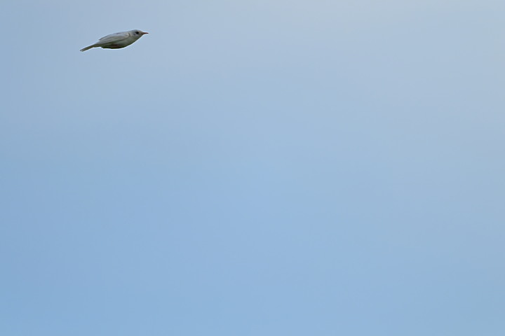 Nikon D6+556PF白化東方大葦鶯