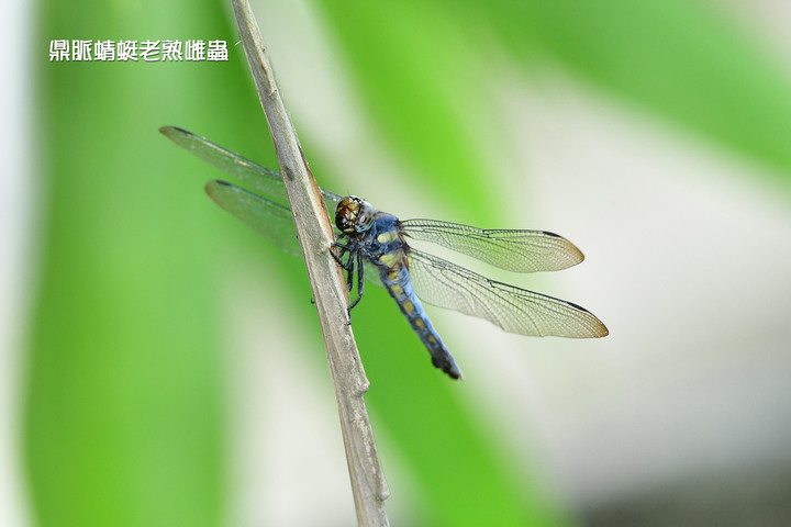 南港新庄仔埤7月生態現勘─捕蚊高手蜻蜓及細蟌