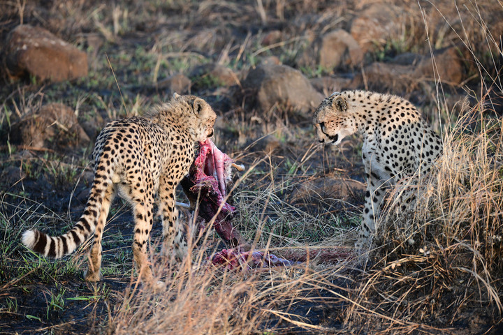 Kenya Safari │ 動物大遷徙 Day 7