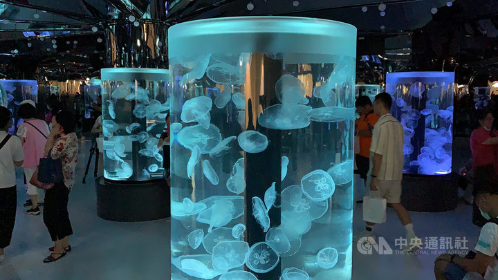 日本橫濱Xpark水族館進駐桃園 企鵝穿梭館內咖啡廳