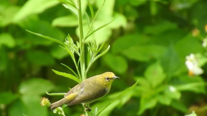 請問這些是什麼鳥？