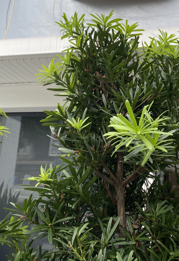 請問這是什麼植物？耐曬嗎？適合做圍籬植物嗎？謝謝
