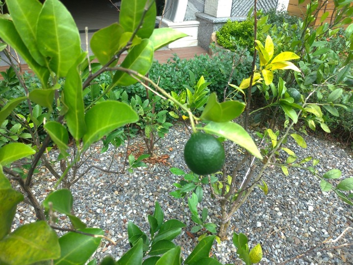 淡水新市鎮的機能如何?