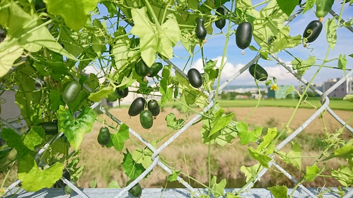 這是那種攀藤植物與果實 ，怎麼種？
