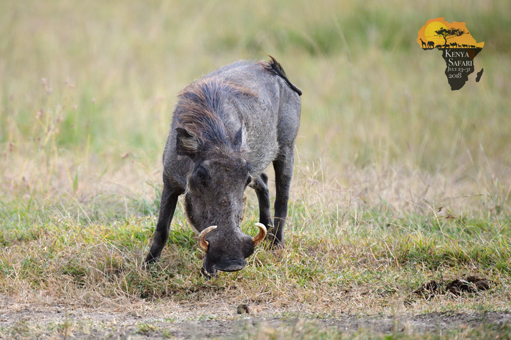 Kenya Safari │ 動物大遷徙 Day 2