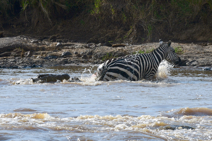 Kenya Safari │ 動物大遷徙 Day 7