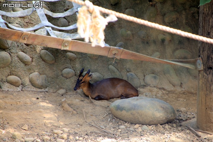 【小惡魔振興券】新竹市立動物園。2019年底重新開幕,逛全台現存最古老動物園,還能欣賞日治時期古蹟