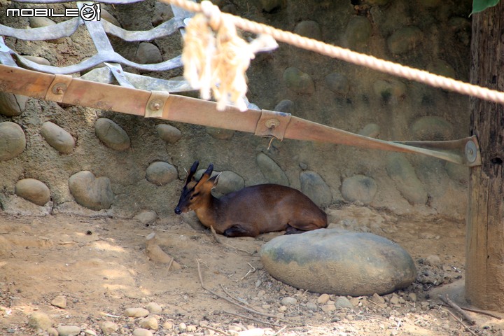 【小惡魔振興券】新竹市立動物園。2019年底重新開幕，逛全台現存最古老動物園，還能欣賞日治時期古蹟