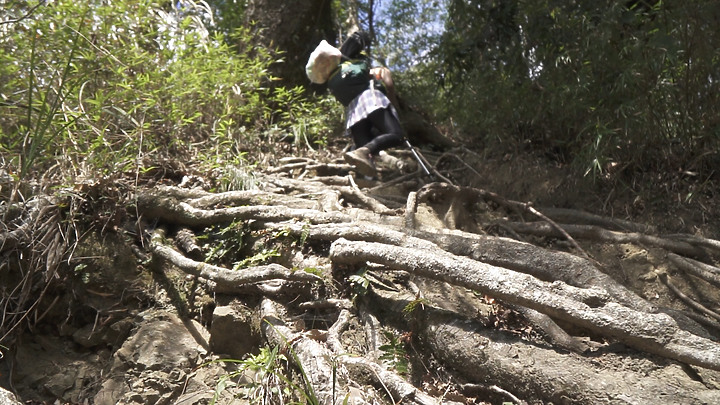 【水漾森林】新阿溪縱走下集|美哭火燒雲|絕美仙境|最夢幻的登山路線|圓糖混哪裡全新登山冒險節目!