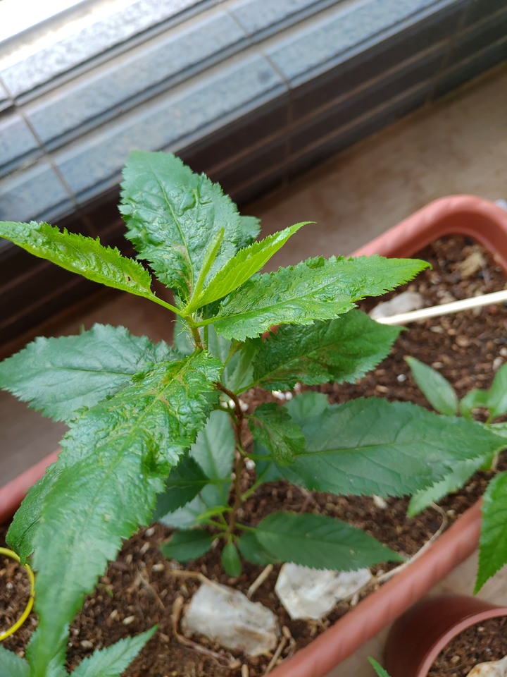 ［請益］請問植物專家這是肥傷或缺鈣？