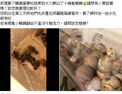 這是買鵪鶉蛋送小鵪鶉的概念嗎！？
